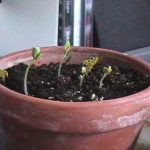 蒔いた種が芽吹く