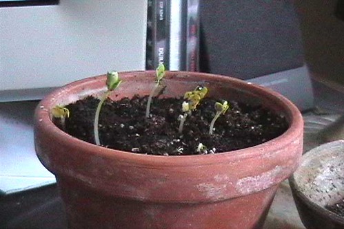 蒔いた種が芽吹く