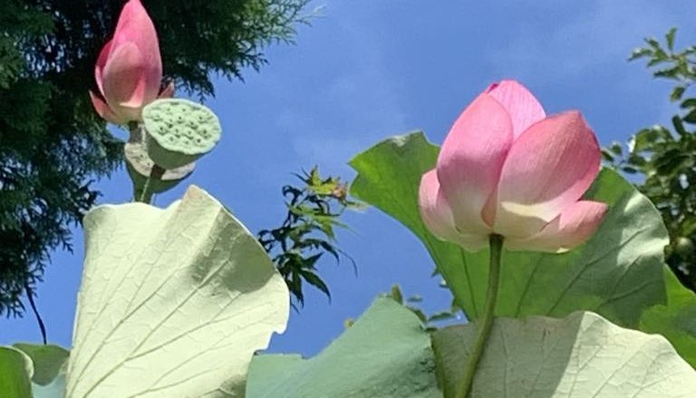 緩める