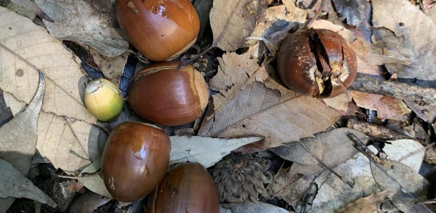 「嫌い、苦手」も執着